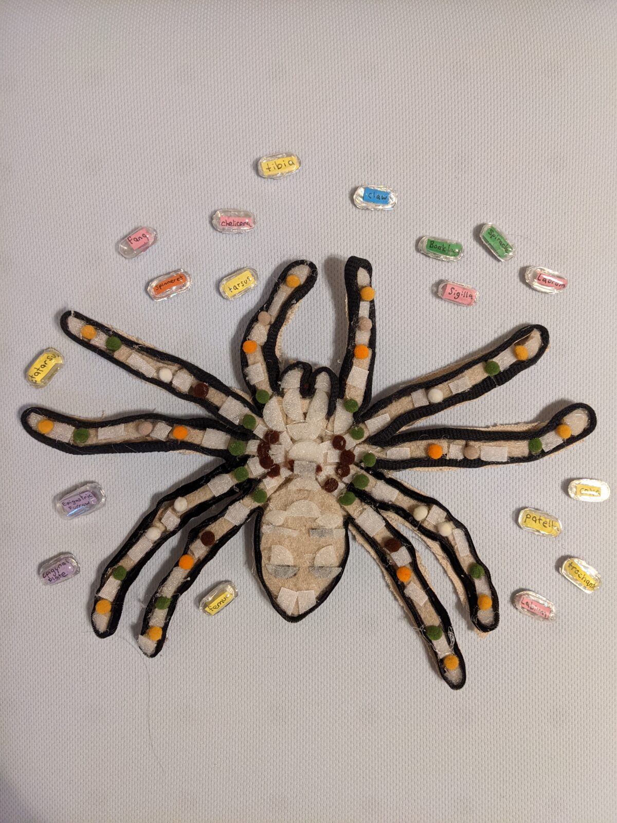 Handmade Female Tarantula Exterior Ventral View Anatomy Labelling Toy